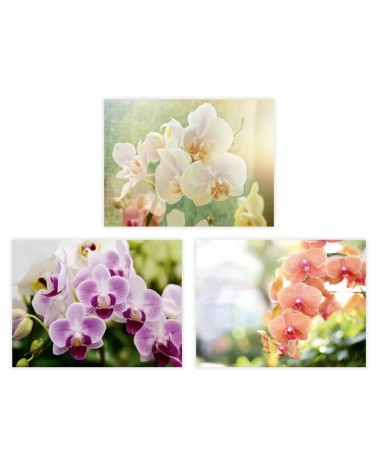 Set de 3 cuadros de flores fotoimpresos sobre tela de lienzo blancos de 30x40 cm